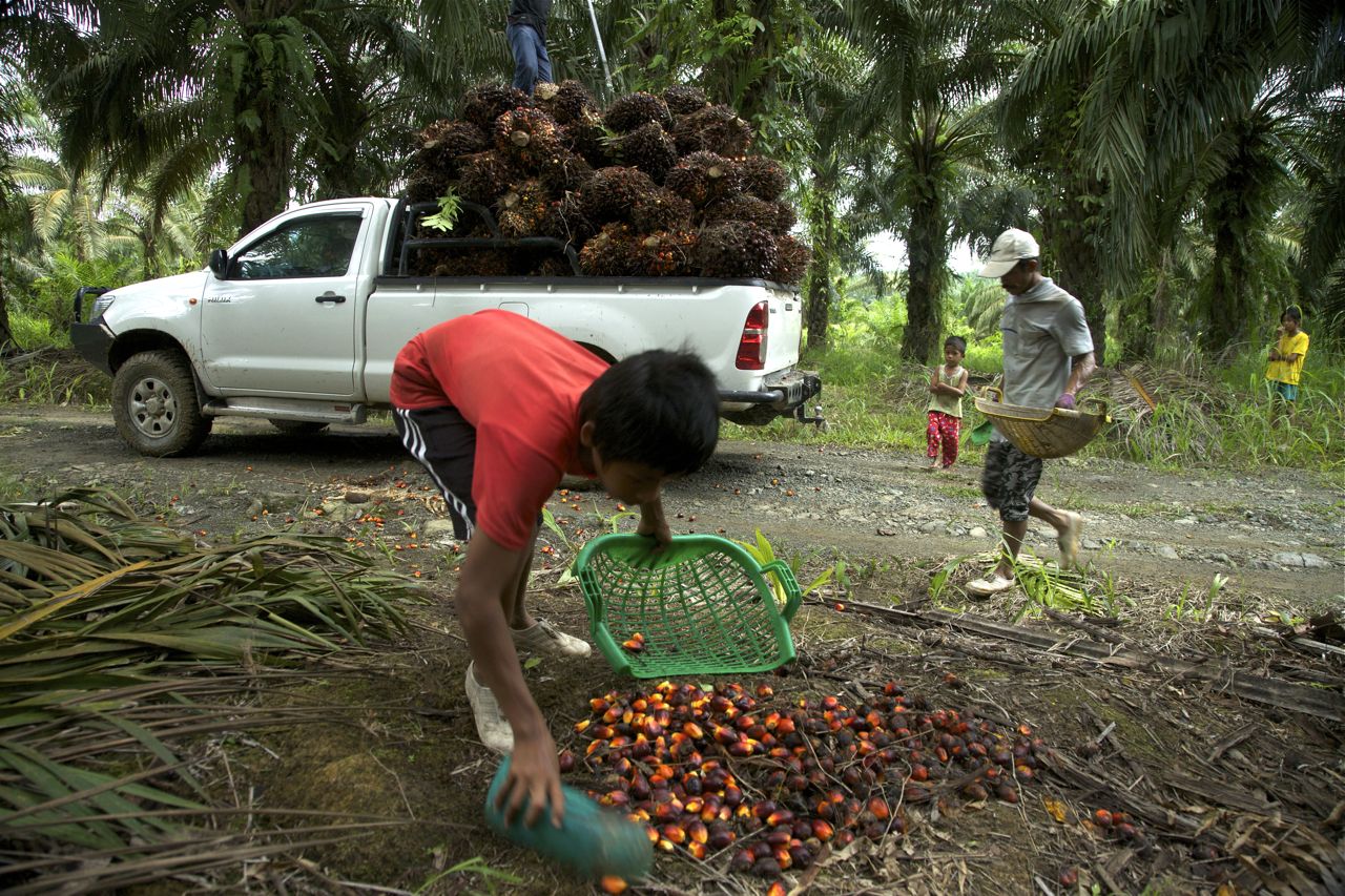 Stateless Children in Borneo’s Palm Oil Industry Pulitzer Center